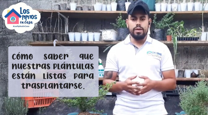 Horticultura 4: Cómo saber que nuestras plántulas están listas para trasplantarse.